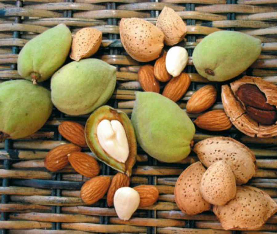 Amendoas amargas